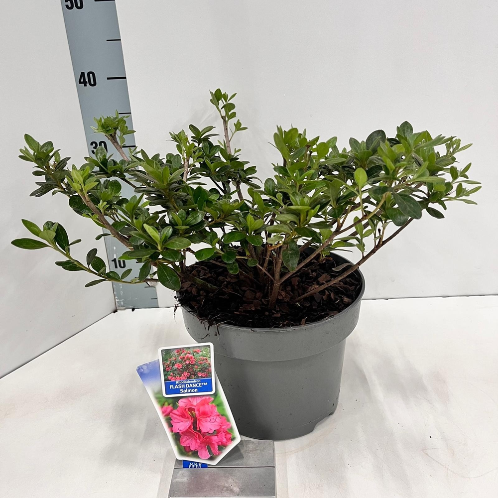 Rhododendron (AJ) FLASH DANCE™ Salmon ('Minsam7'PB.