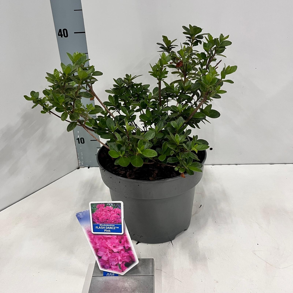 Rhododendron (AJ) FLASH DANCE™ Pink ('Minsam9'PBR).