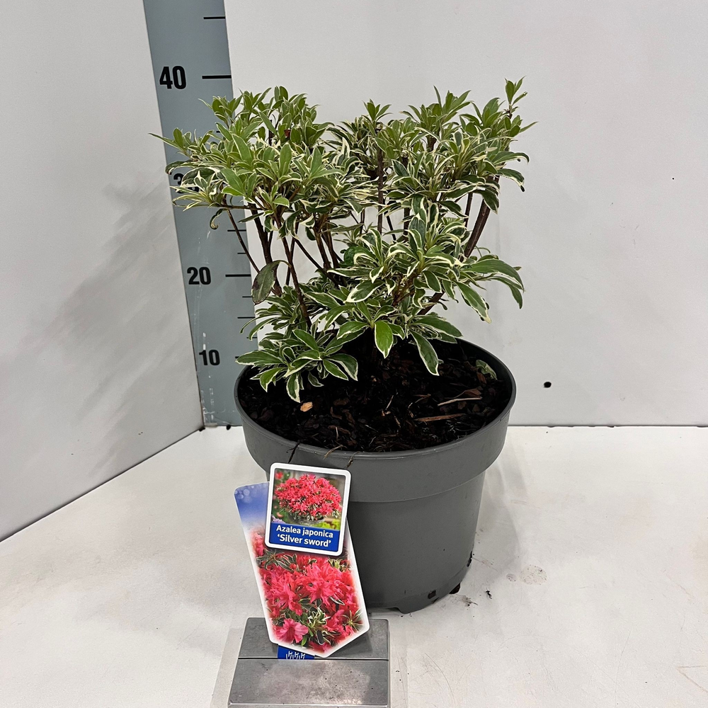 Rhododendron (AJ) 'Silver Sword'.