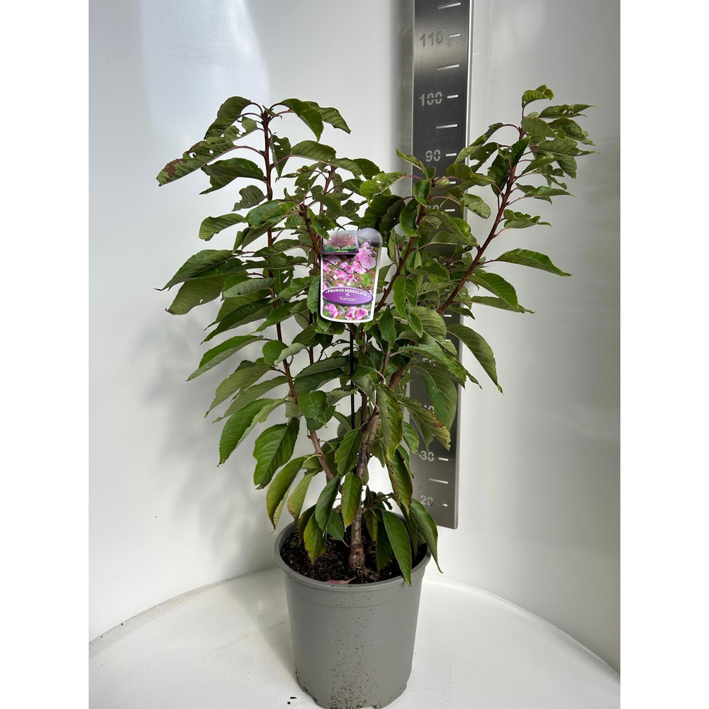 Prunus serrulata 'Kanzan'.