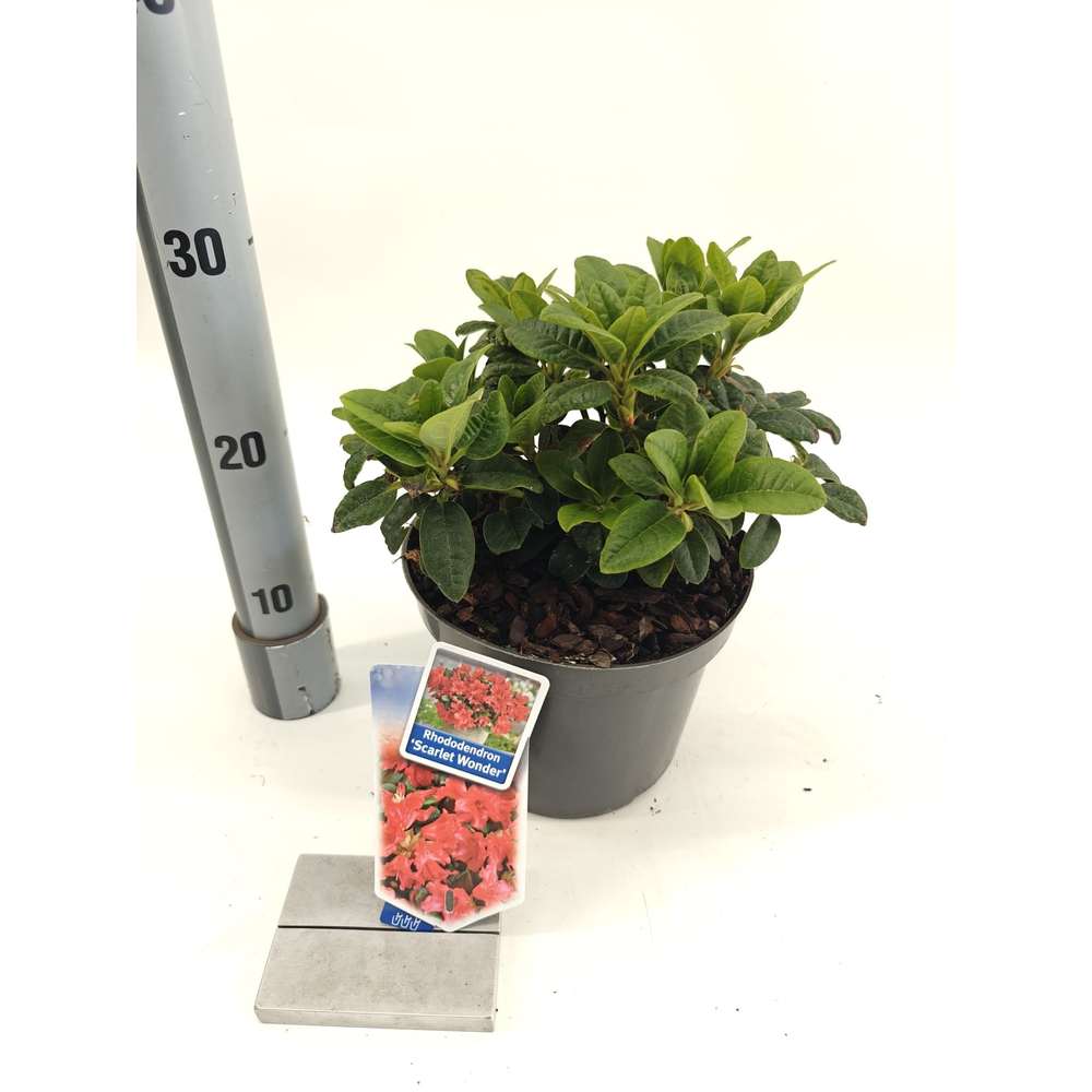 Rhododendron forrestii 'Scarlet Wonder'.