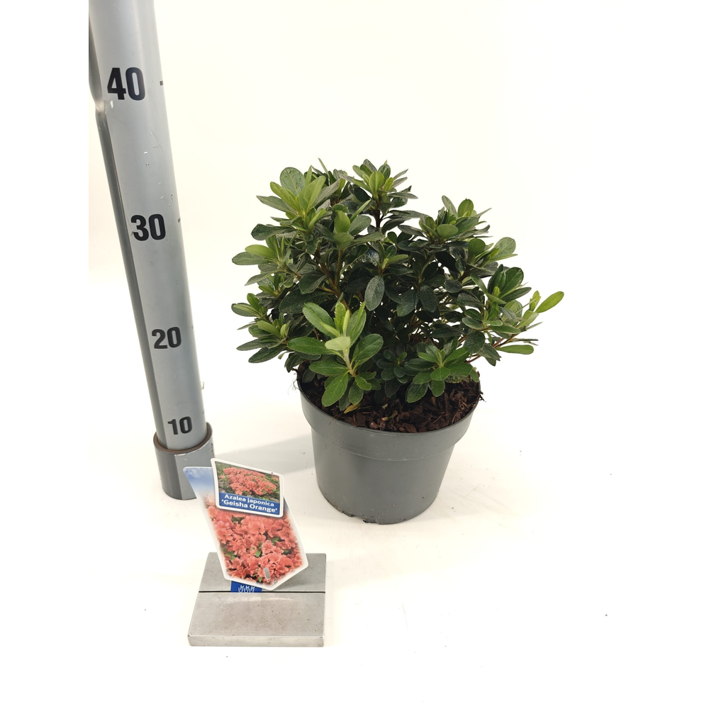 Rhododendron (AJ) 'Geisha Orange'.