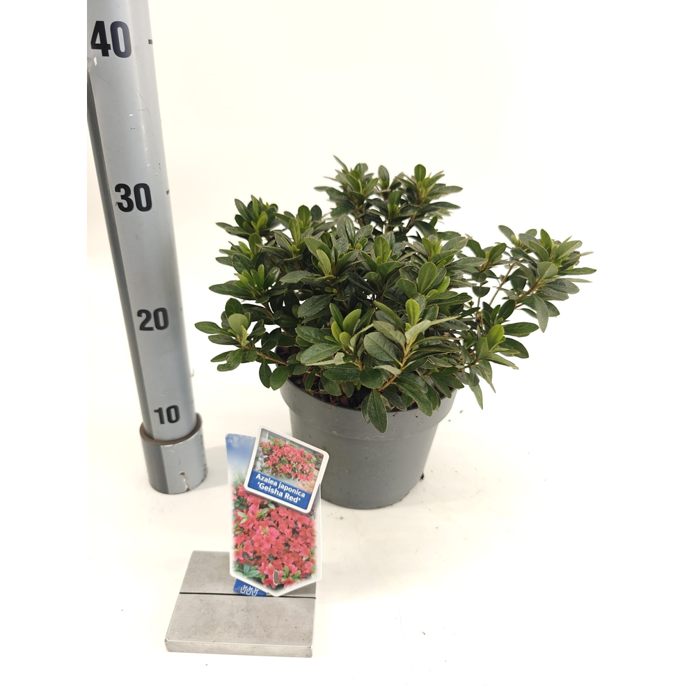 Rhododendron (AJ) 'Geisha Red'.