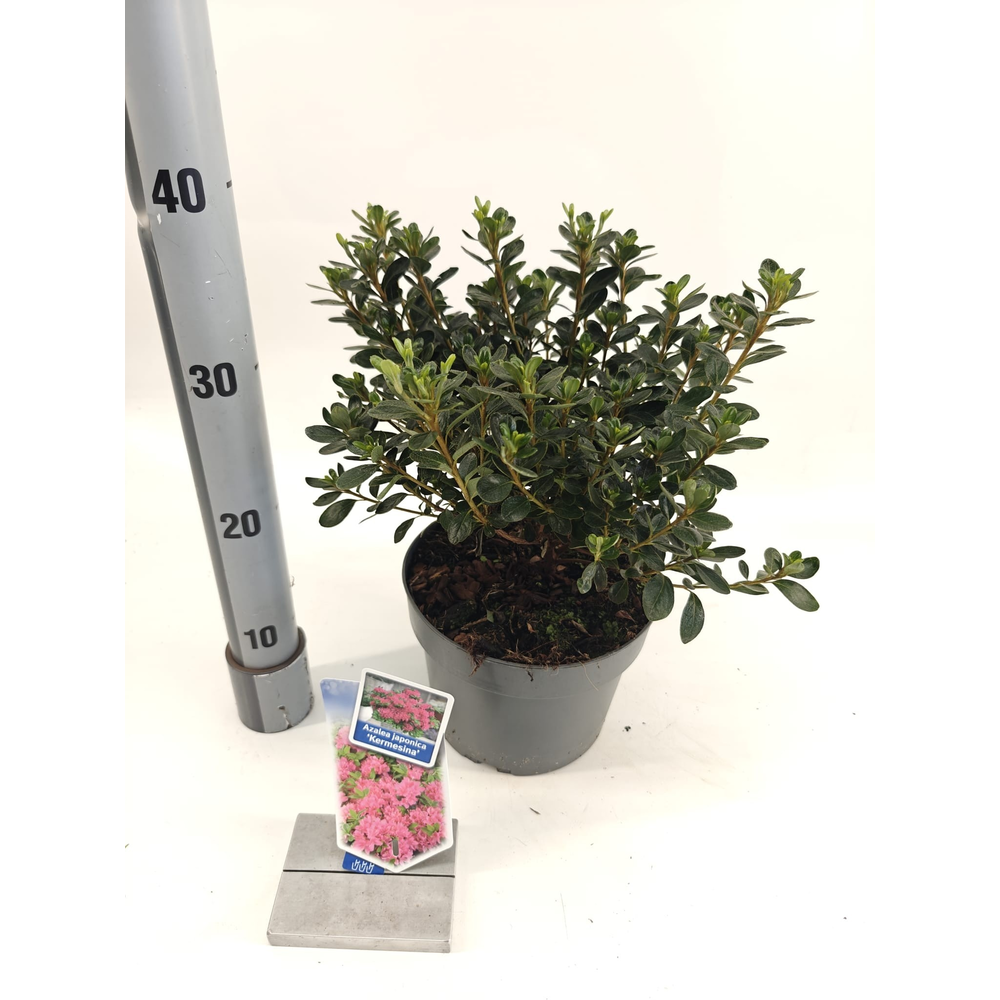 Rhododendron (AJ) 'Kermesina'.