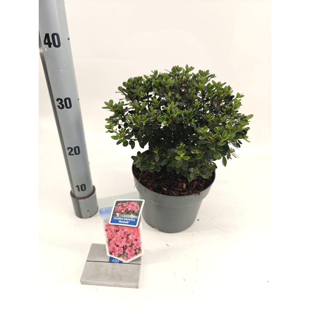 Rhododendron (AJ) 'Anouk'.