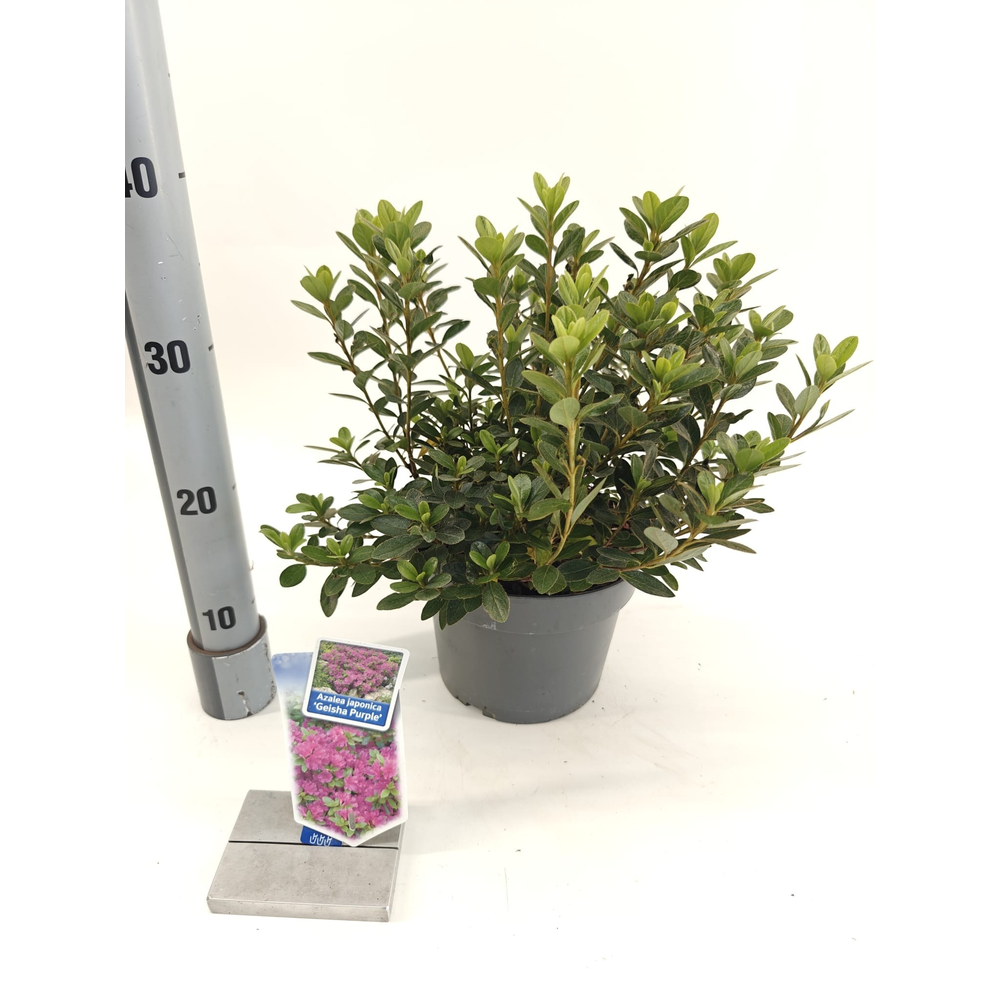 Rhododendron (AJ) 'Geisha Purple'.