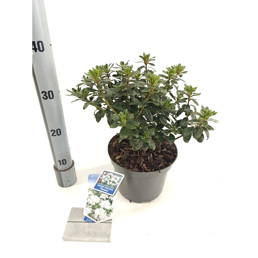 Rhododendron (AJ) 'Hisako'.