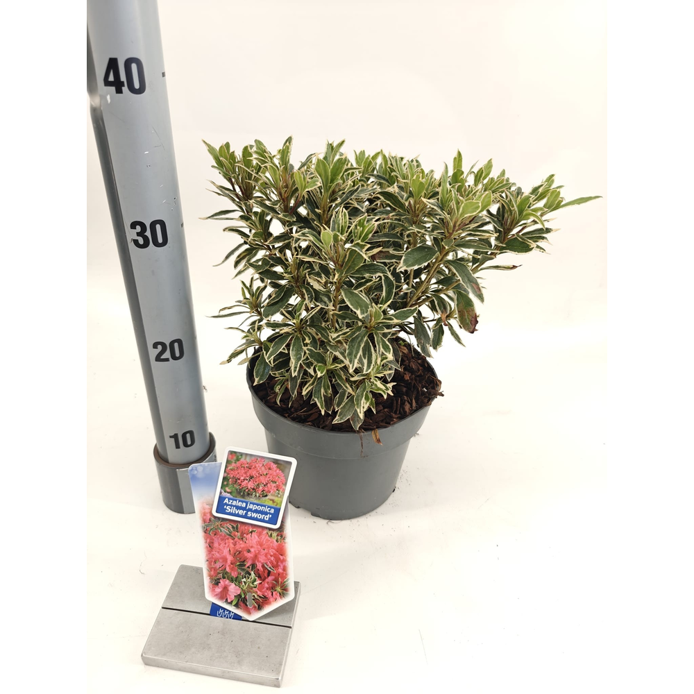 Rhododendron (AJ) 'Silver Sword'.