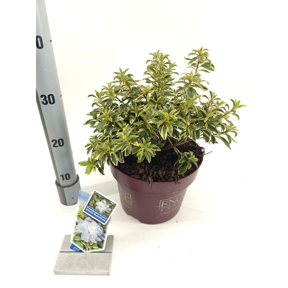 Rhododendron ENCORE® Autumn Moonstruck ('Roblezf'P.