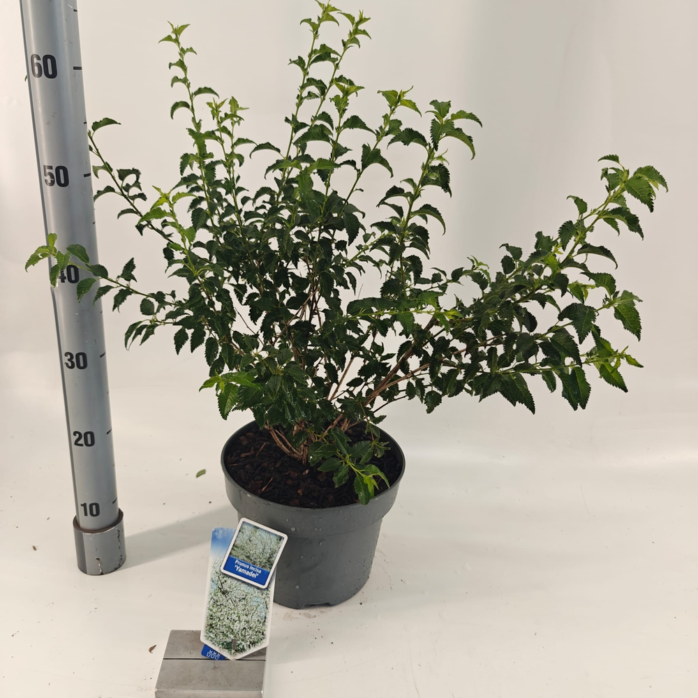 Prunus incisa 'Yamadei'.