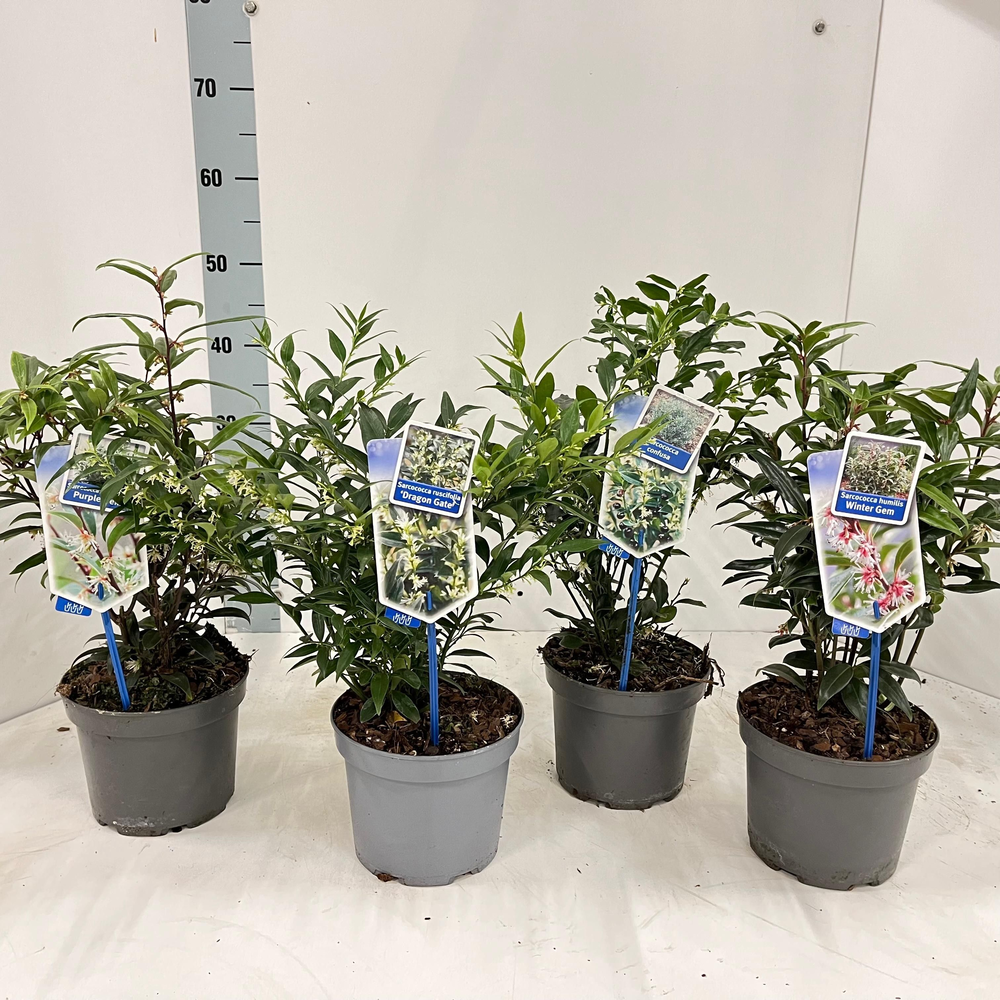 Sarcococca mix (minimum order one layer).