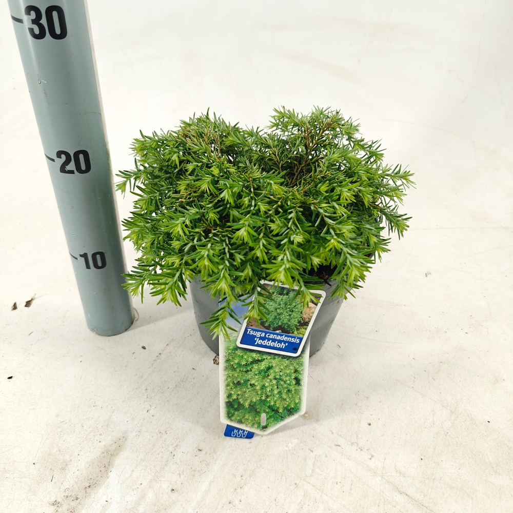 Tsuga can. ‘Jeddeloh’.