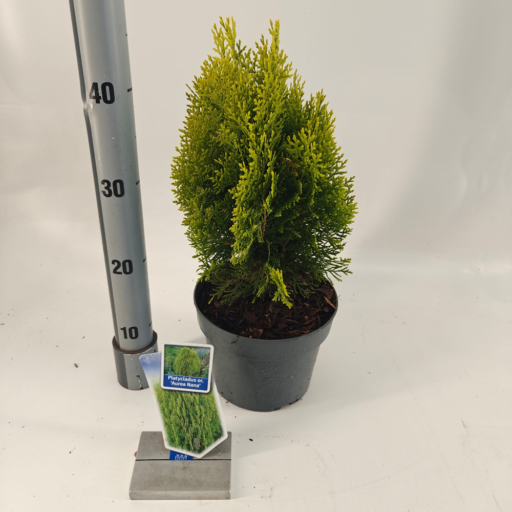 Thuja orient. ‘Aurea Nana’ (Platycladus).
