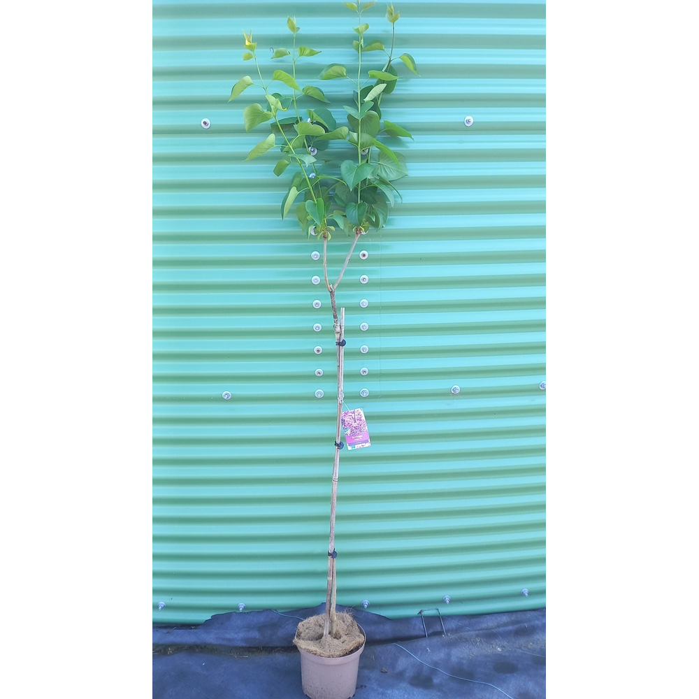 Syringa vulg. 'Sensation' -- stam 100 cm.