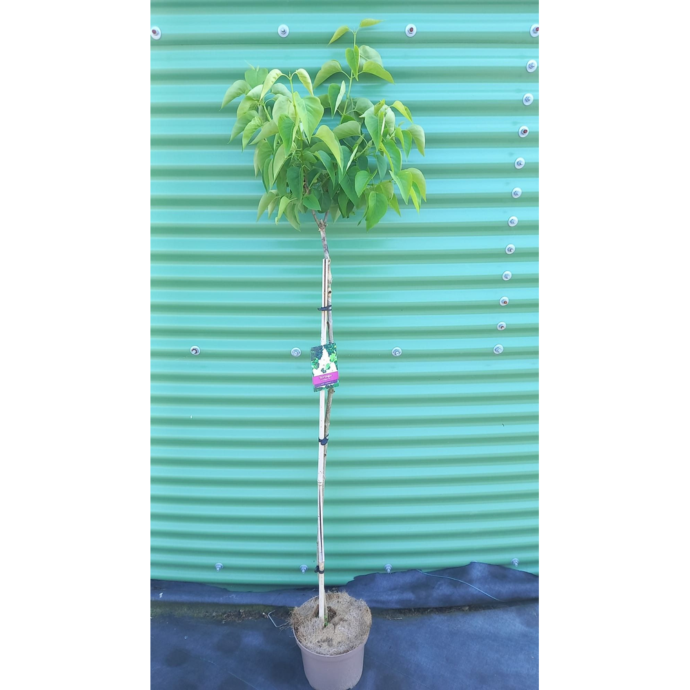 Syringa vulg. 'Mme Lemoine' -- stam 100 cm.