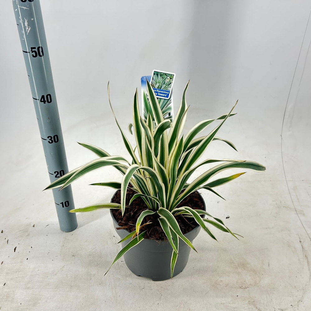 Yucca filamentosa 'Ivory Towers'.