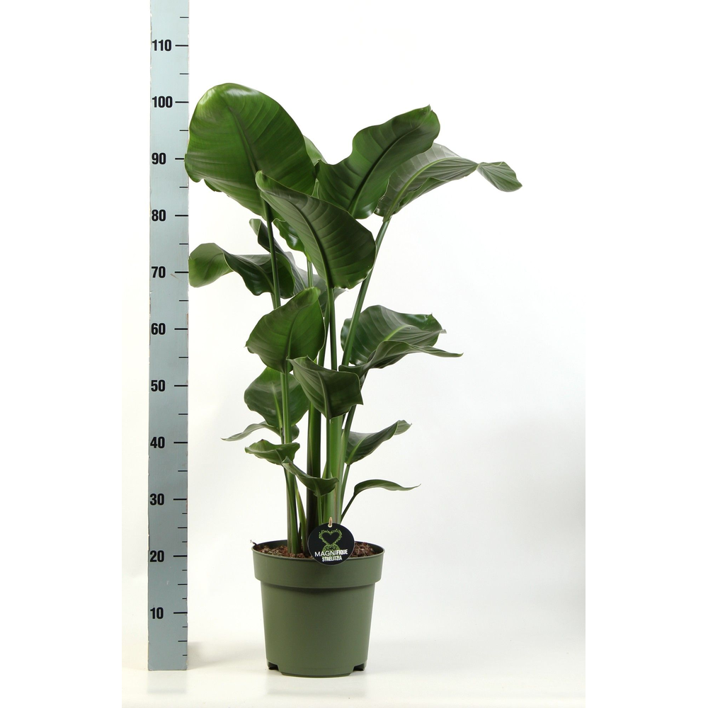 Strelitzia nicolai 3 pp.