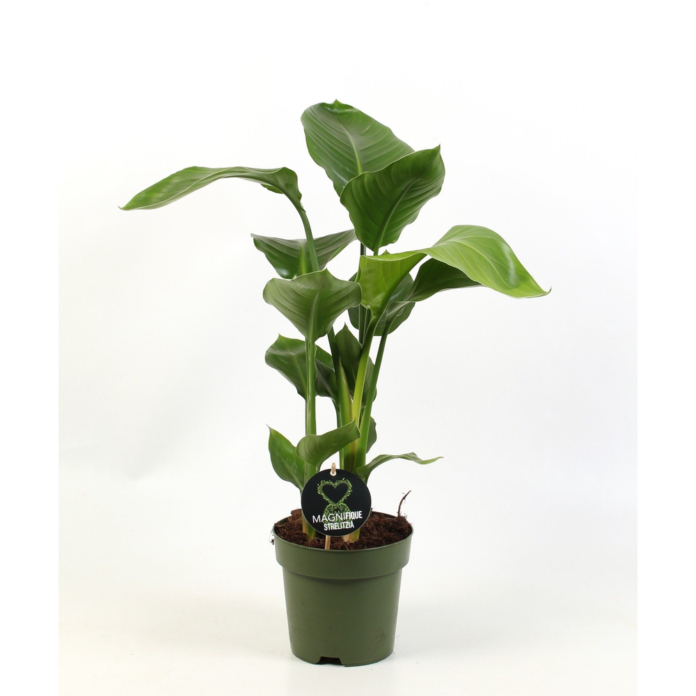 Strelitzia nicolai 3 stek pp.