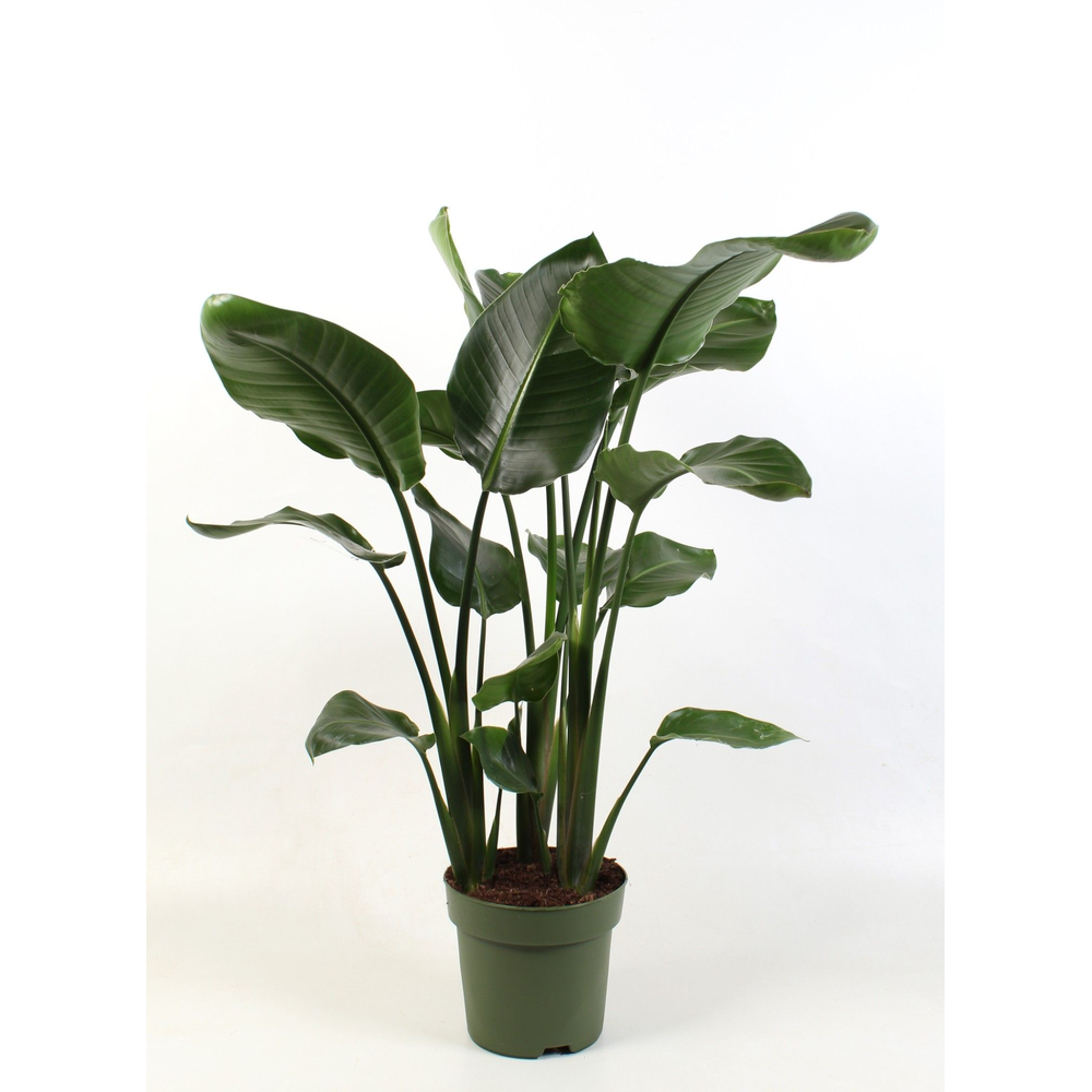 Strelitzia nicolai 3 stek pp.