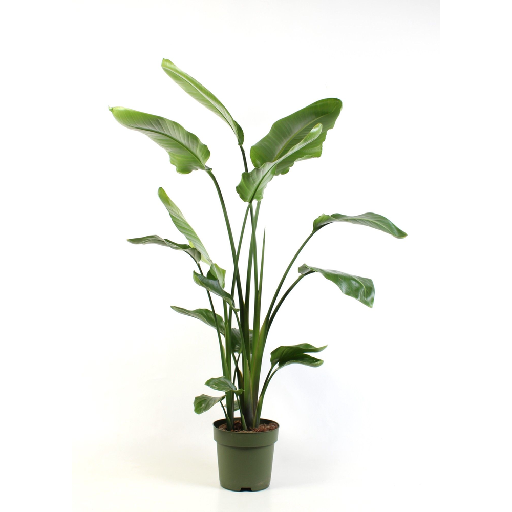 Strelitzia nicolai 3 pp.