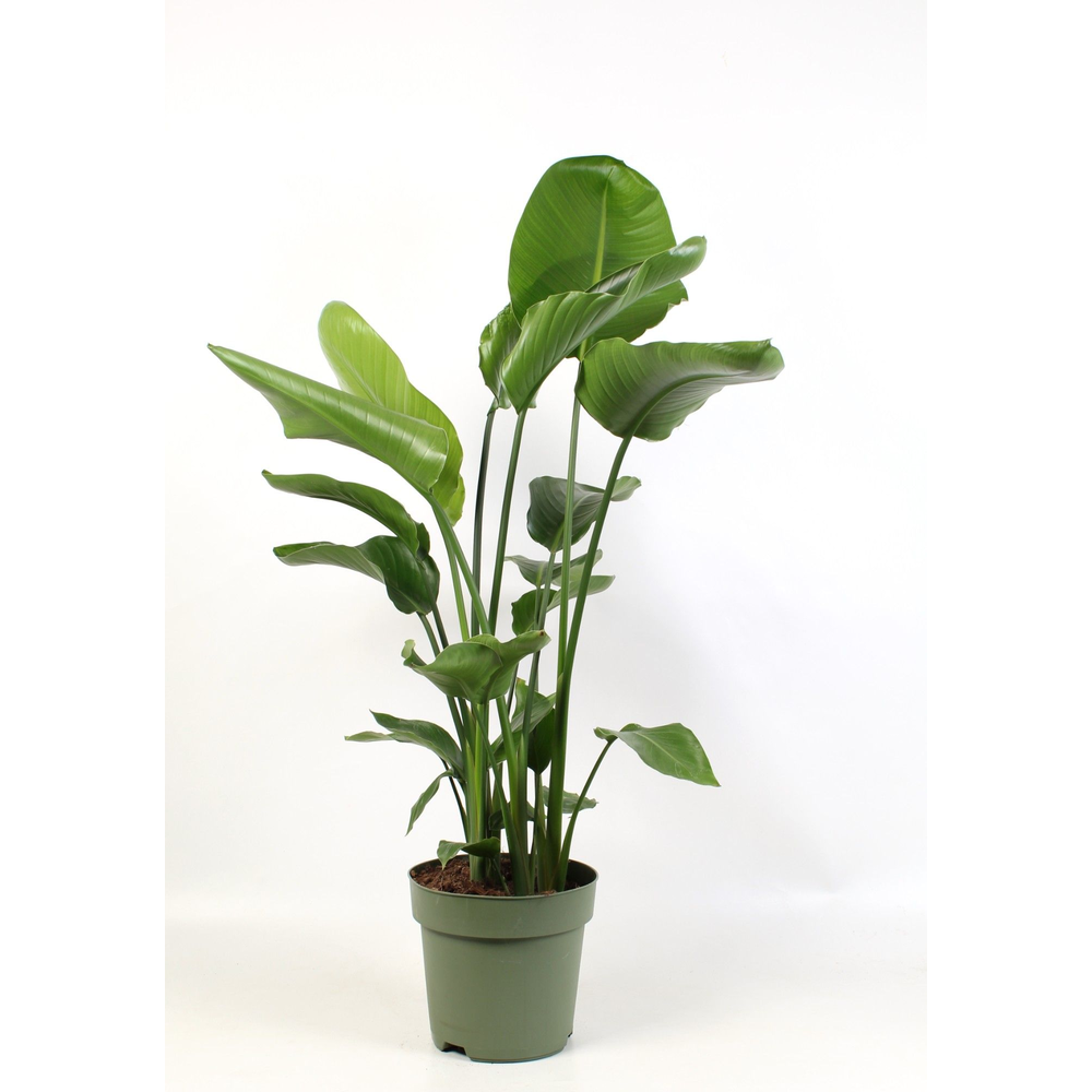 Strelitzia nicolai 4 stek pp.