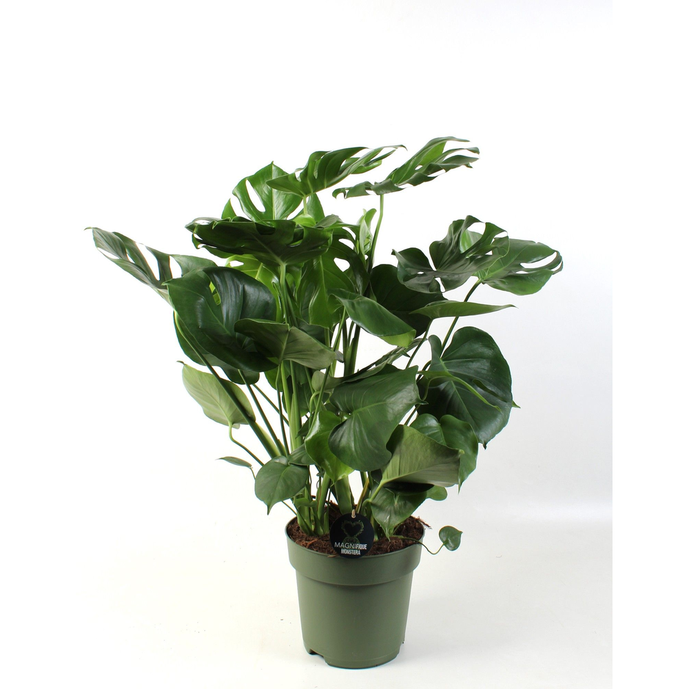 Monstera deliciosa 9 stek pp.