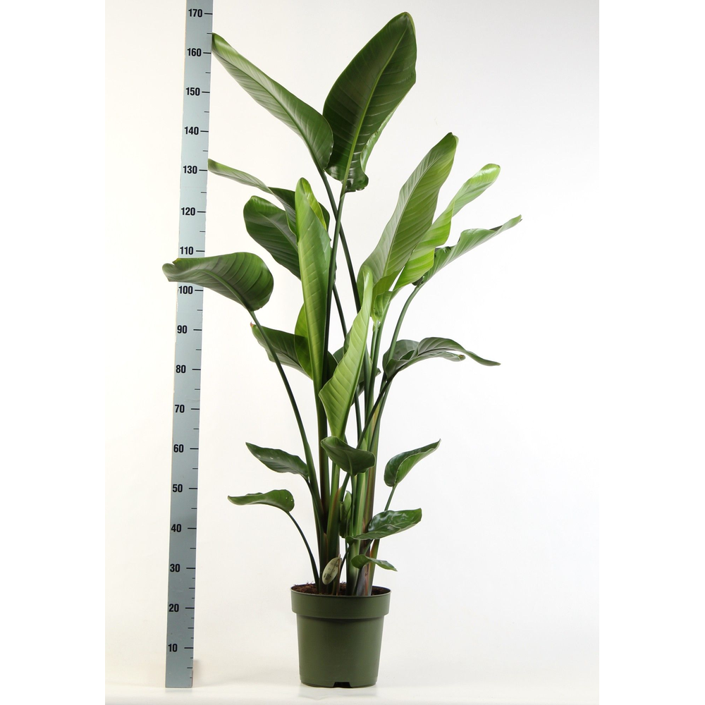 Strelitzia nicolai 4 stek pp.