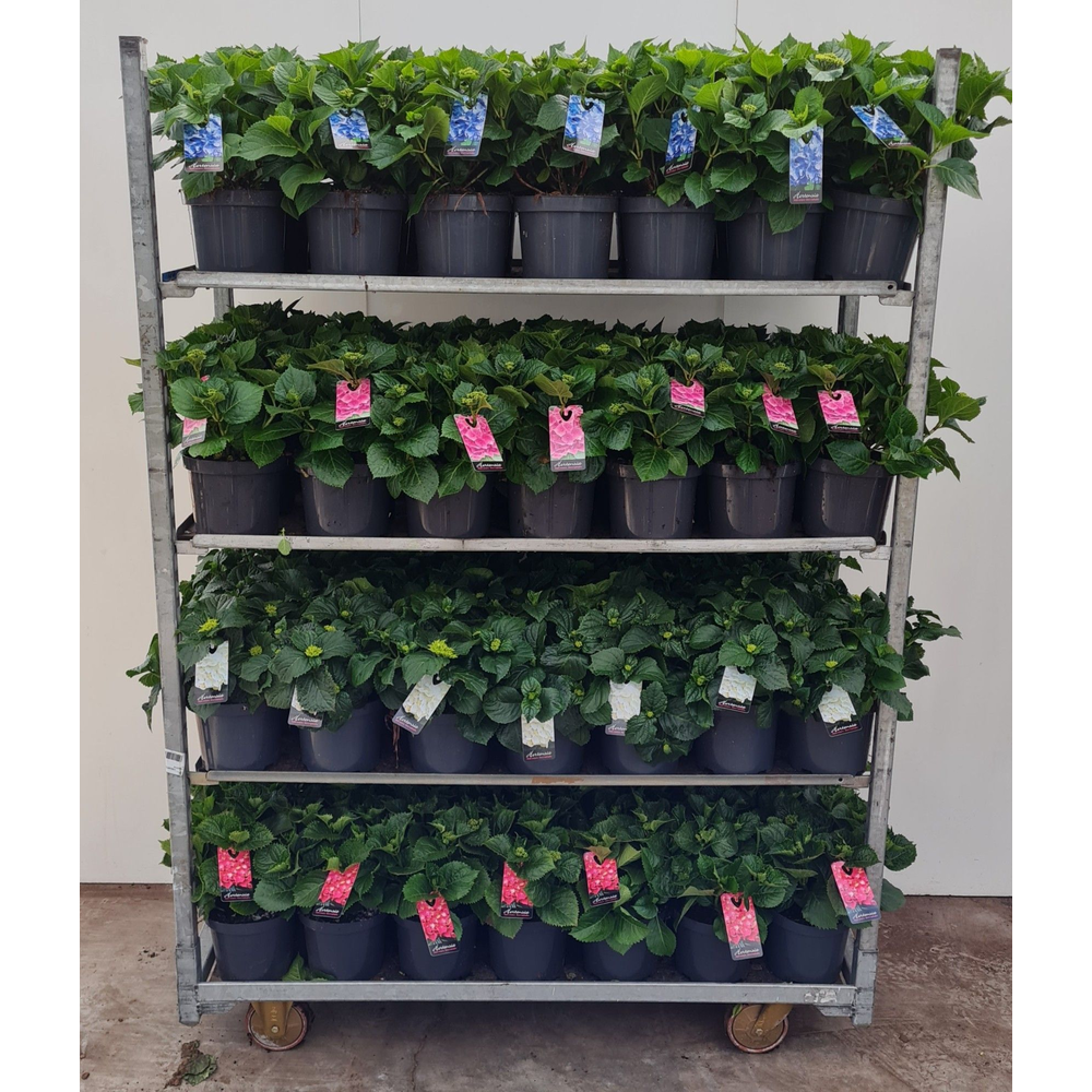 Hortensia P19 mixkar 4 kleuren - Groen.