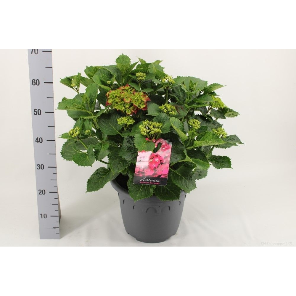 Hortensia Rood P32 - Groen.