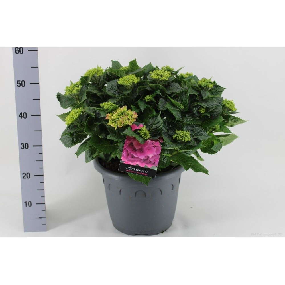 Hortensia Roze P32 - Groen.