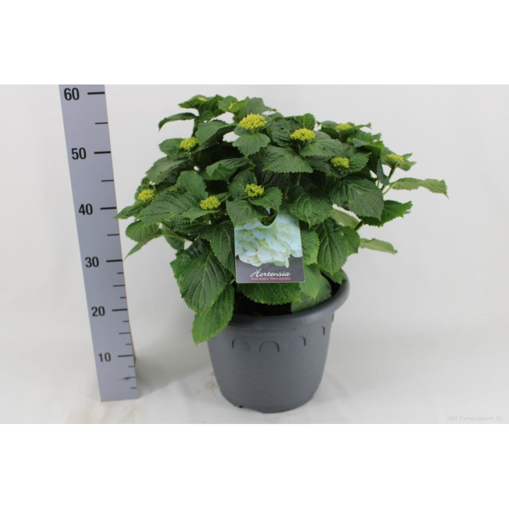Hortensia Wit P32 - Groen.