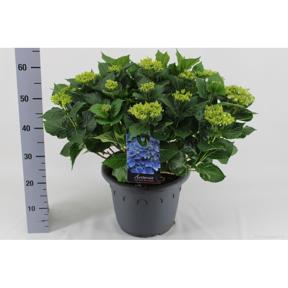 Hortensia Blauw P32 - Groen.