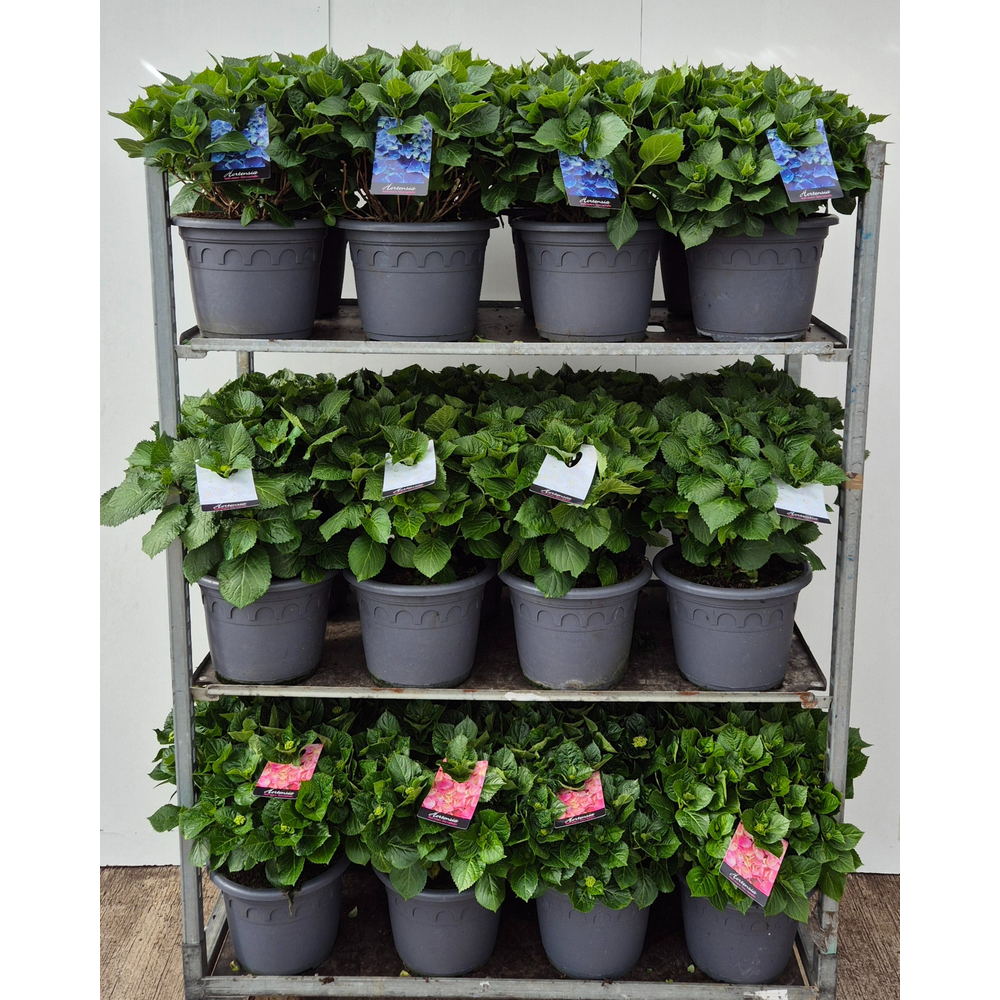 Hortensia P32 mixkar 3 kleuren - Groen.