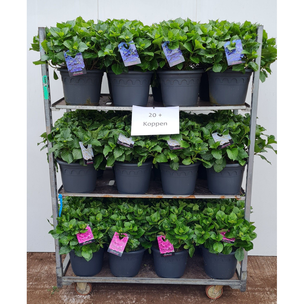 Hortensia P32 mixkar 3 kleuren - Groen.
