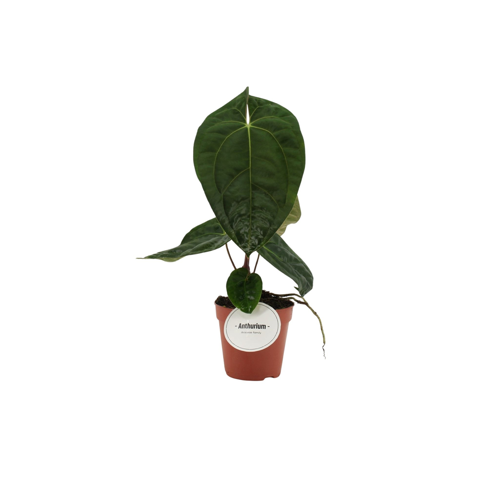 Anthurium Dark Phoenix.