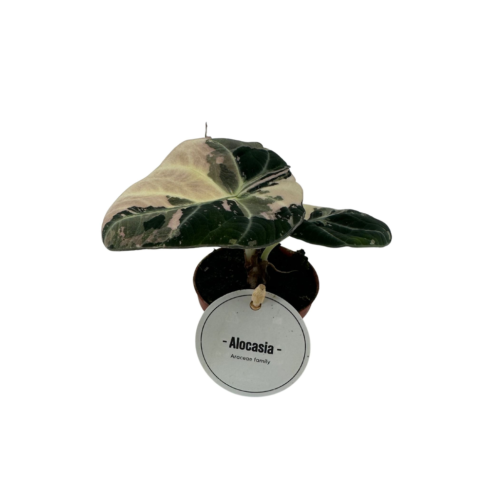 Alocasia Black Velvet Pink Variegata.