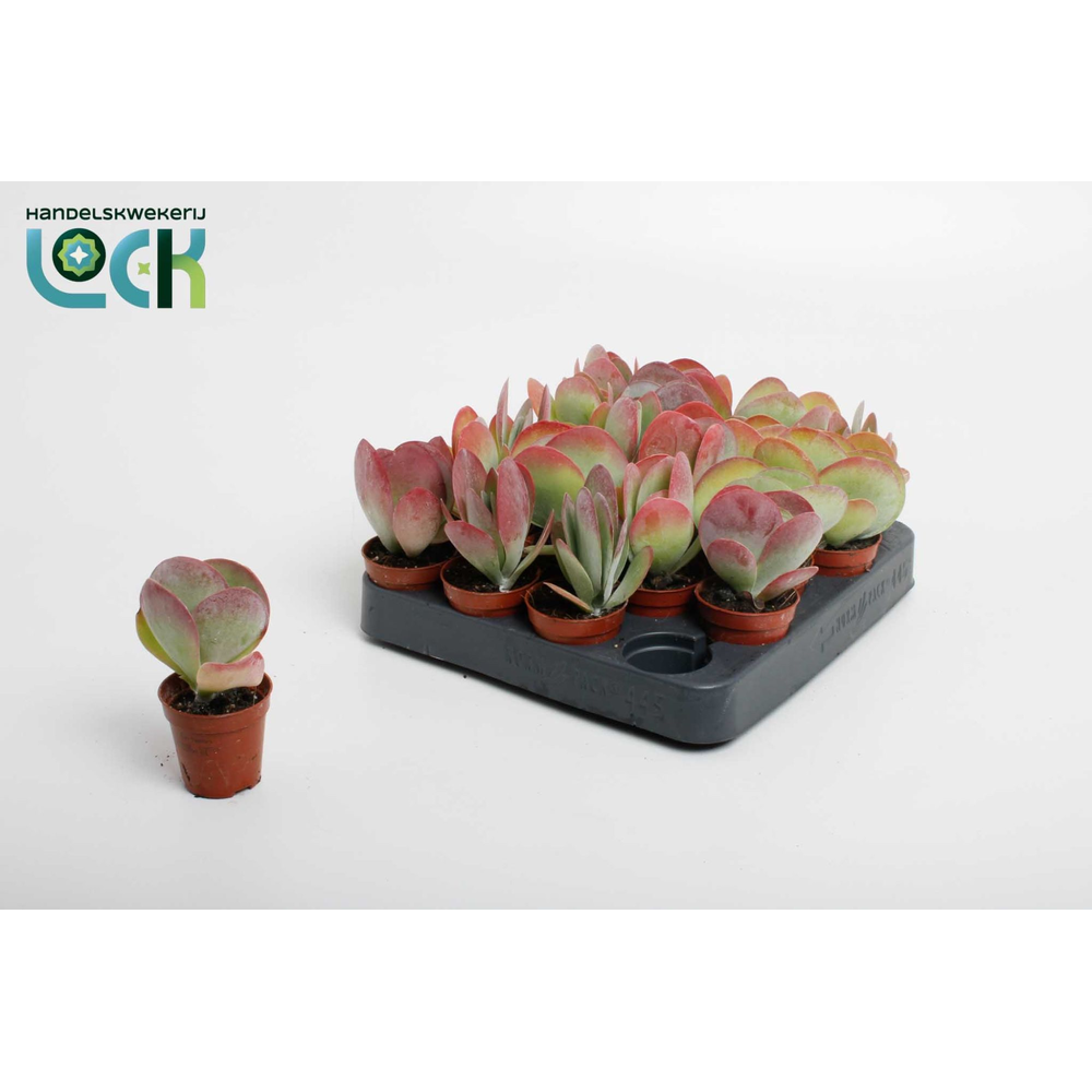 Kalanchoë Thyrsiflora ( red lips ).