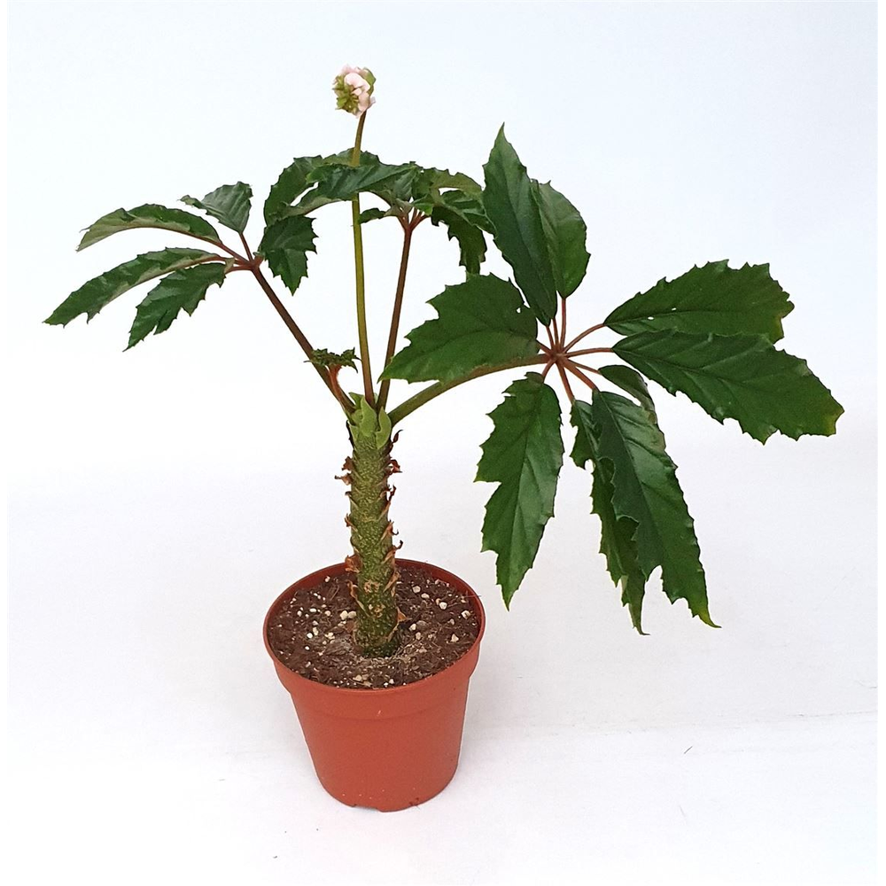 Begonia carolineifolia 'Highlander'.