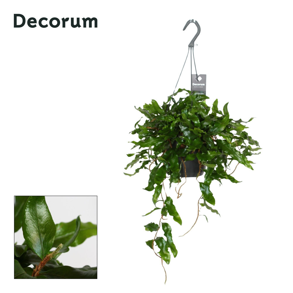 Microgramma nitida Monkeyhill.