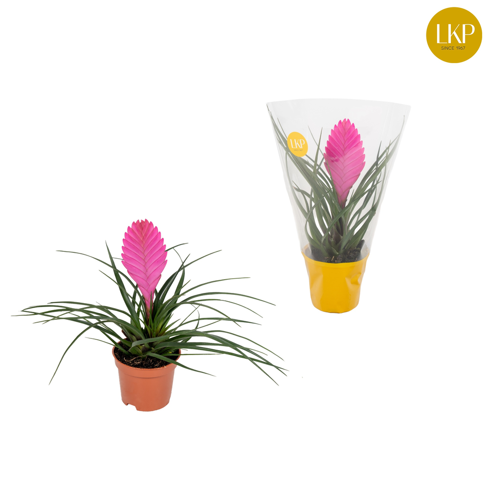 Tillandsia Vincent Roze (Met Hoes).