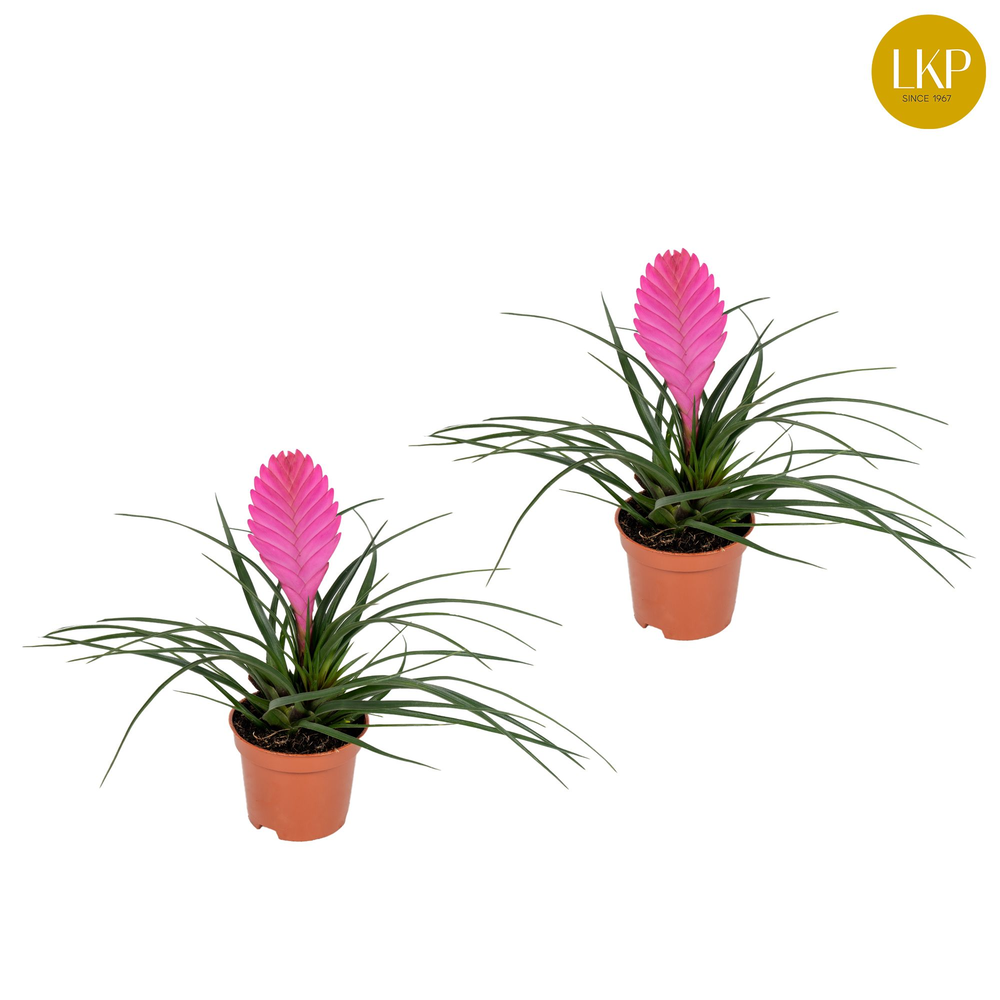 Tillandsia Vincent Roze (Zonder Hoes).
