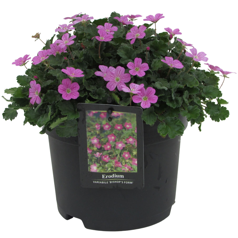 Erodium x variabile 'Bishop's Form'.