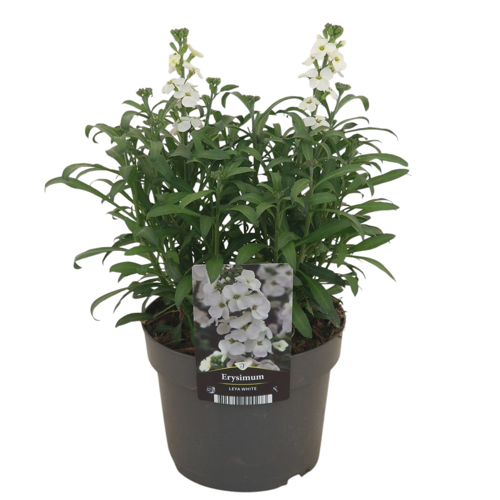 Erysimum Leya White.