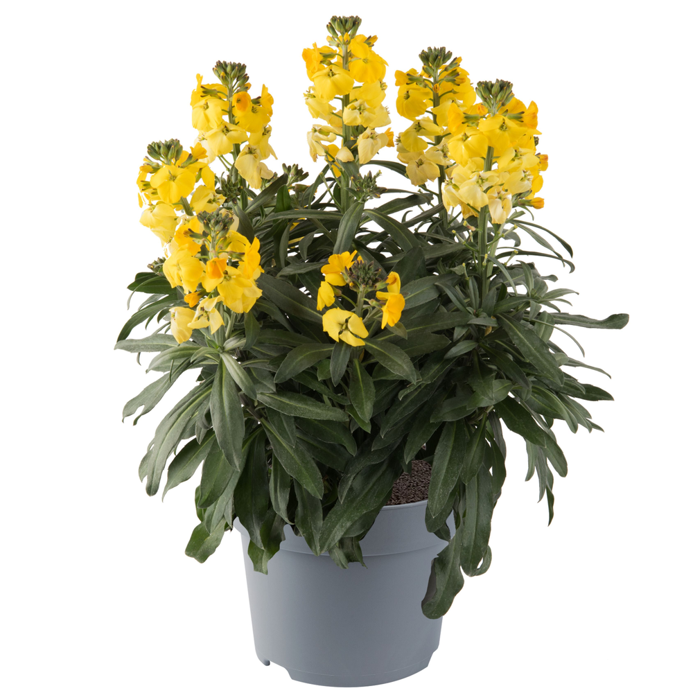 Erysimum hybridum Fragrant Sunshine.