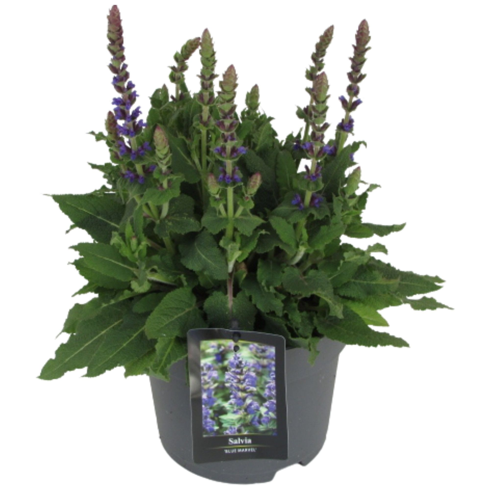 Salvia Marvel Blue.