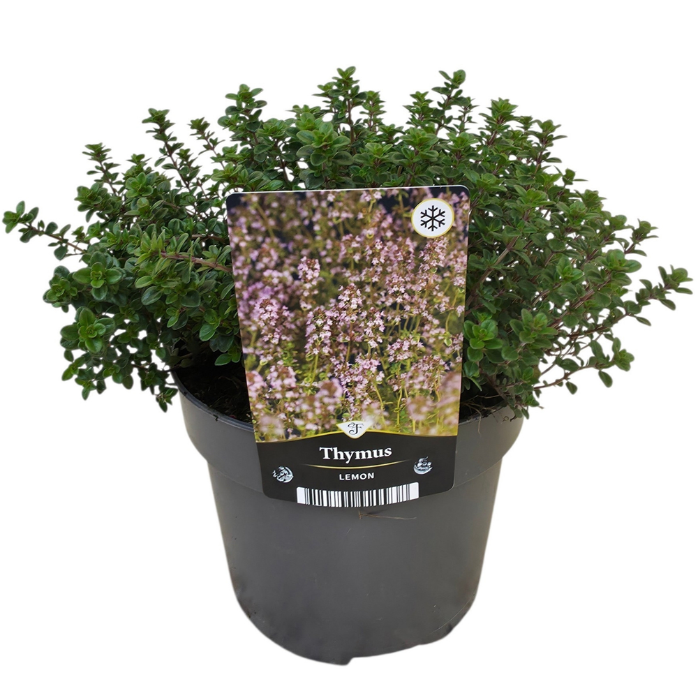 Thymus Lemon.