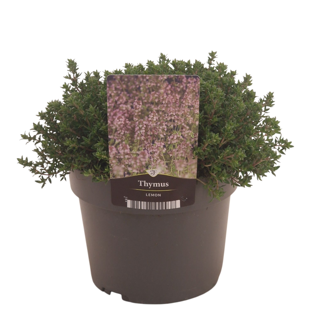 Thymus Lemon.