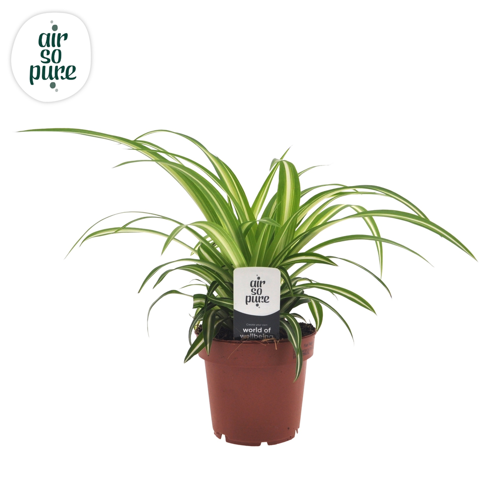 Chlorophytum 12cm (zonder hoes).