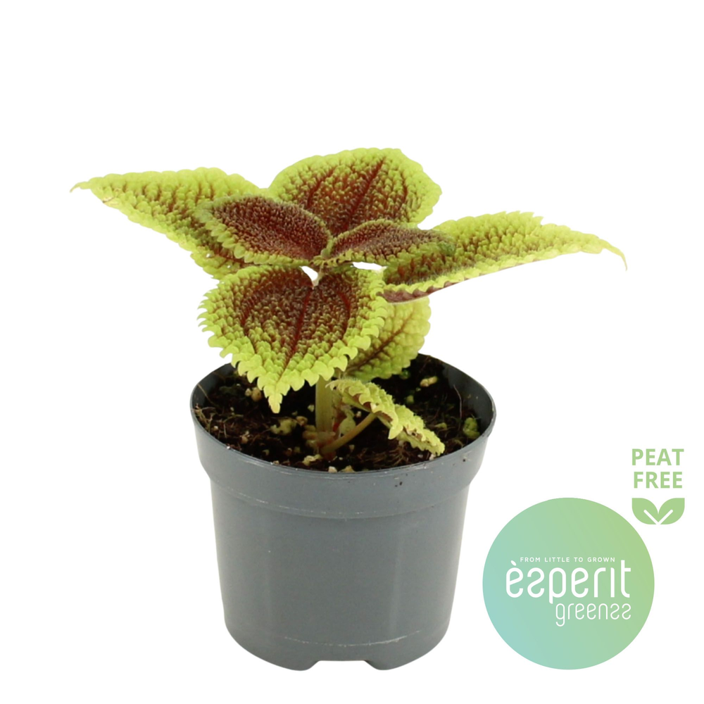 Pilea mollis Moon Valley.