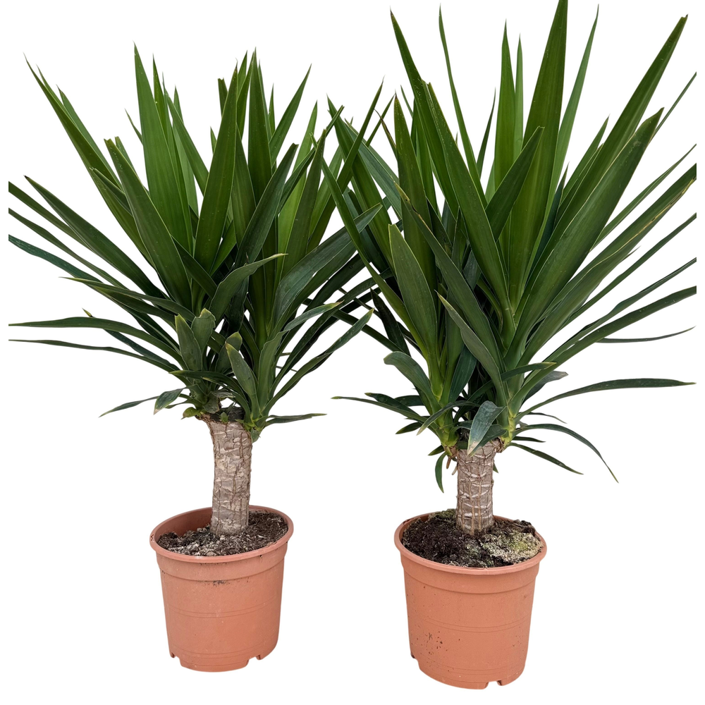 Yucca elephantipes P21.